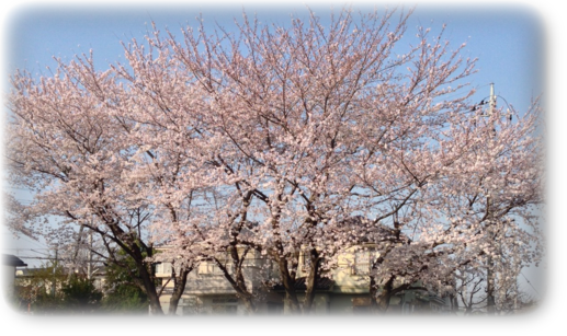 桜_2015